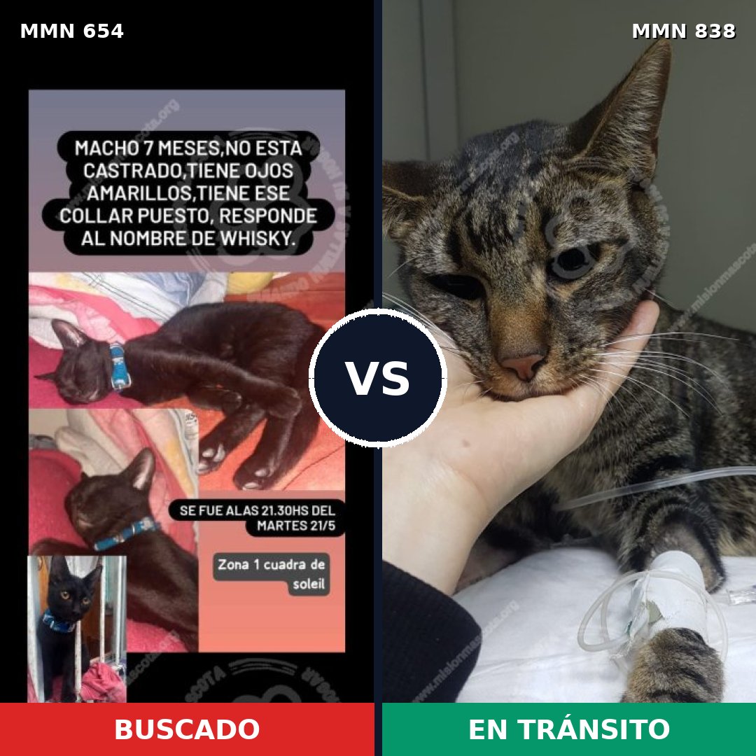 Comparativa MMS 13194: mascota perdida y mascota encontrada, 66% de similitud