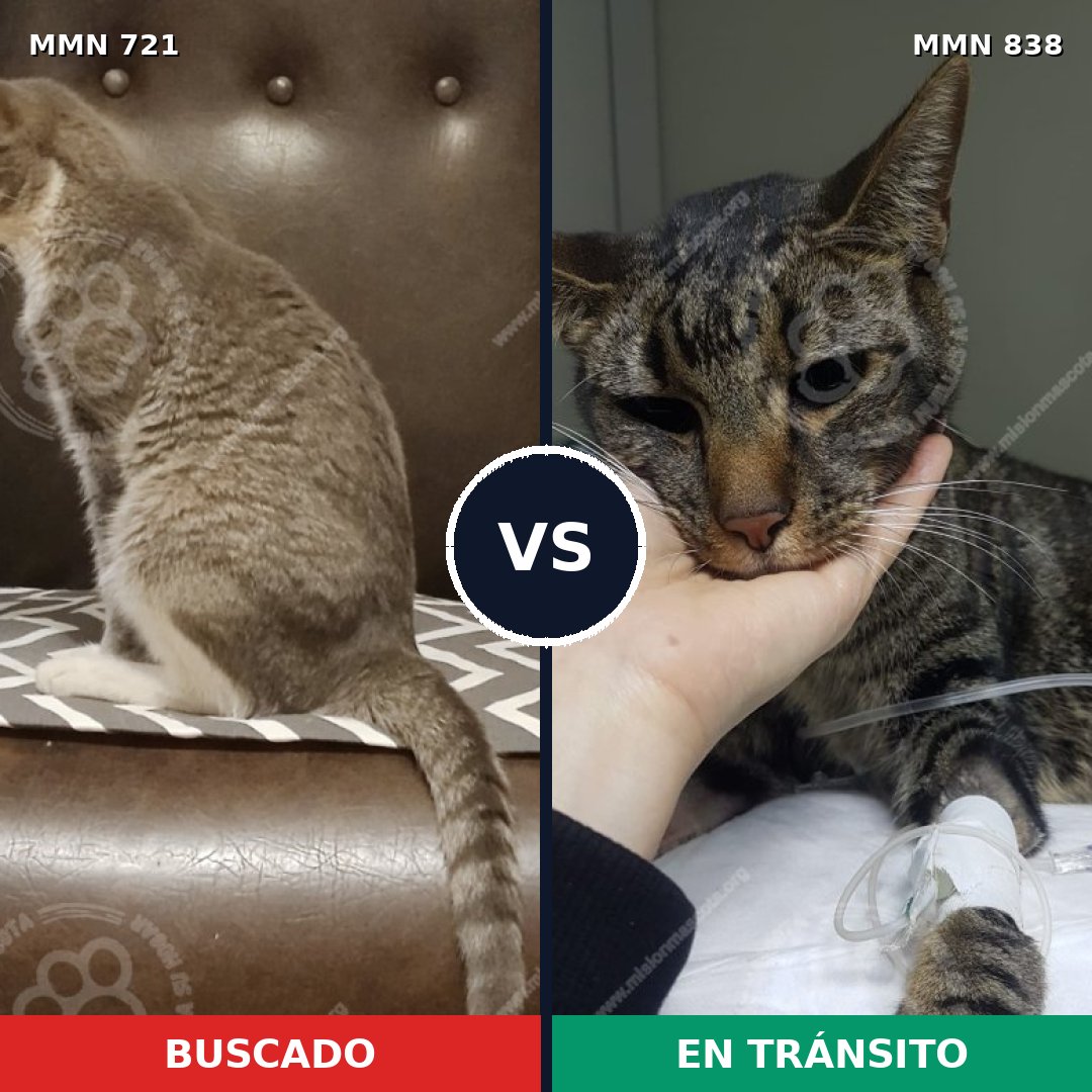 Comparativa MMS 13195: mascota perdida y mascota encontrada, 54% de similitud