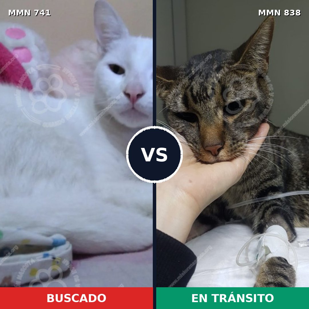 Comparativa MMS 13197: mascota perdida y mascota encontrada, 55% de similitud