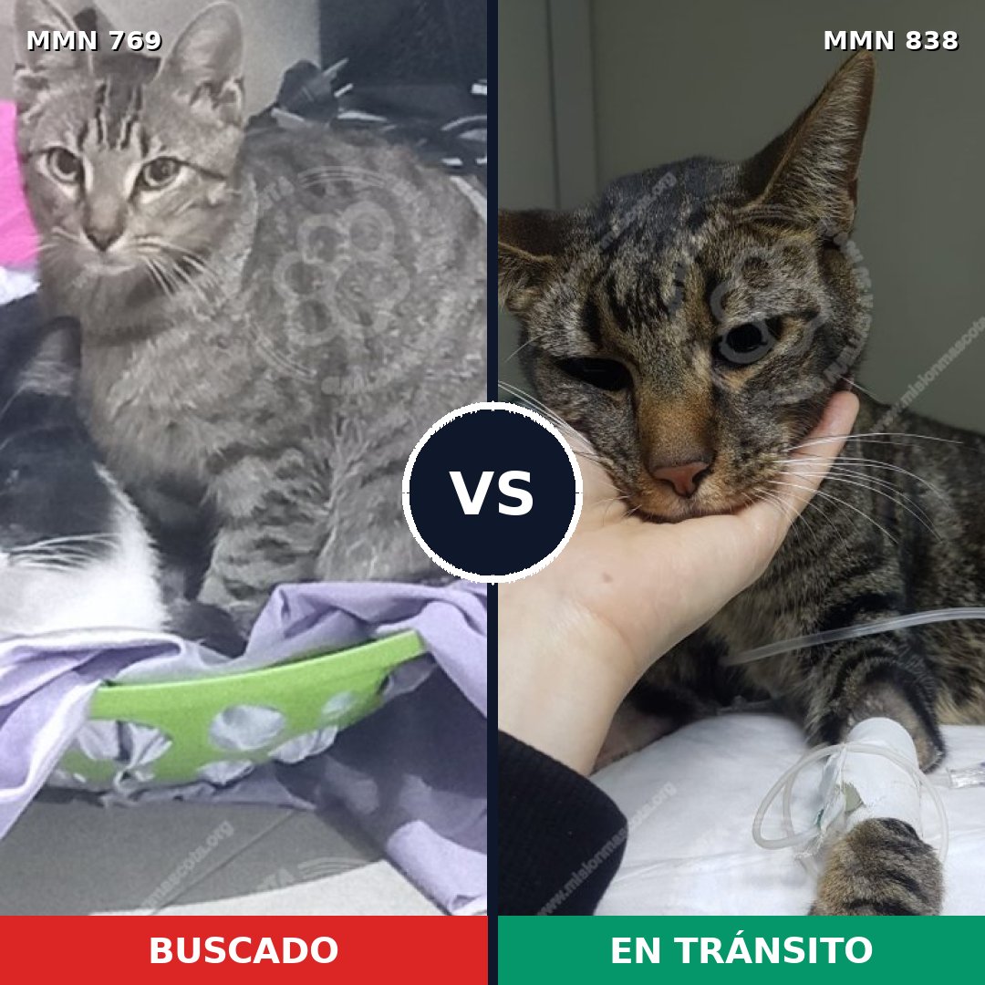 Comparativa MMS 13198: mascota perdida y mascota encontrada, 68% de similitud