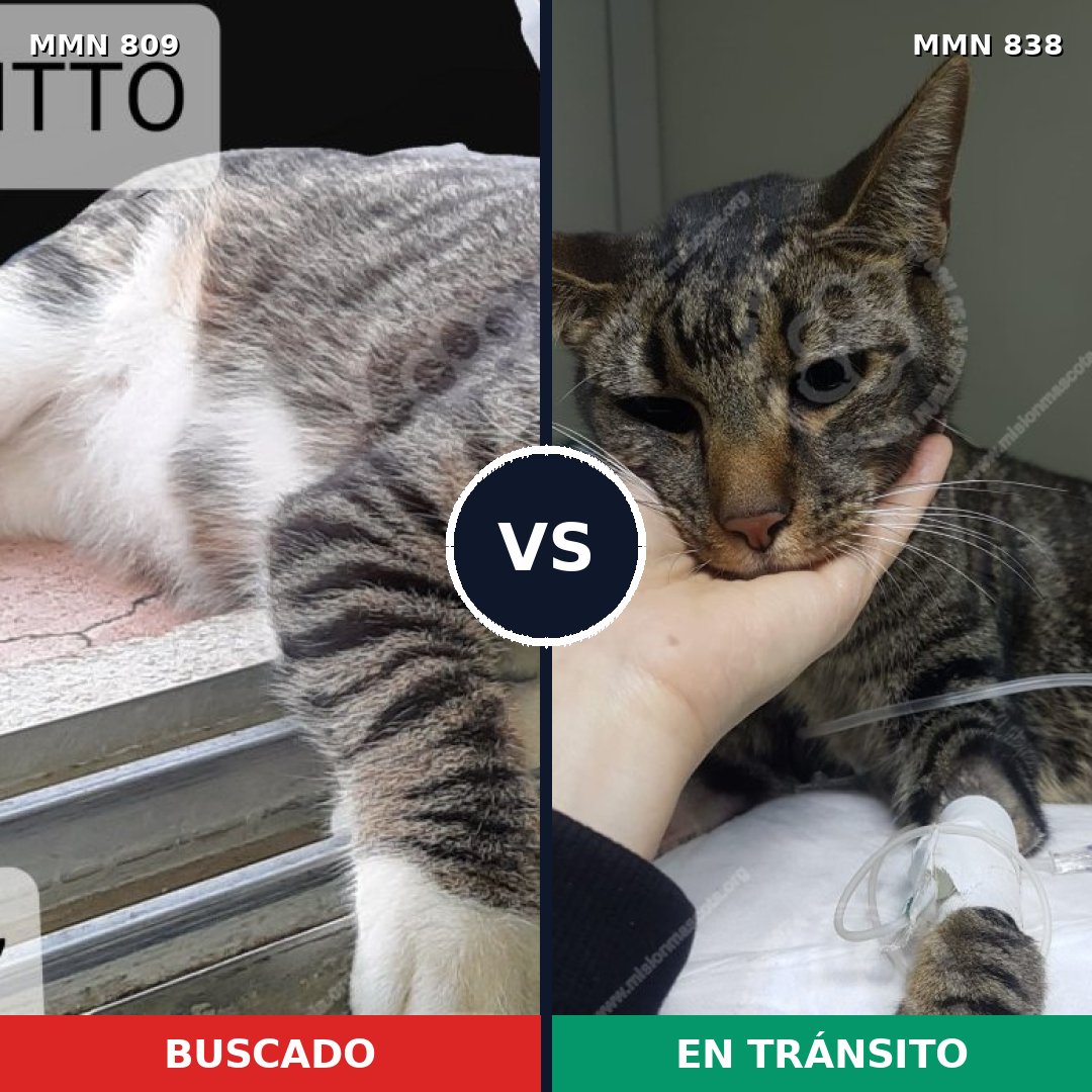 Comparativa MMS 13199: mascota perdida y mascota encontrada, 79% de similitud