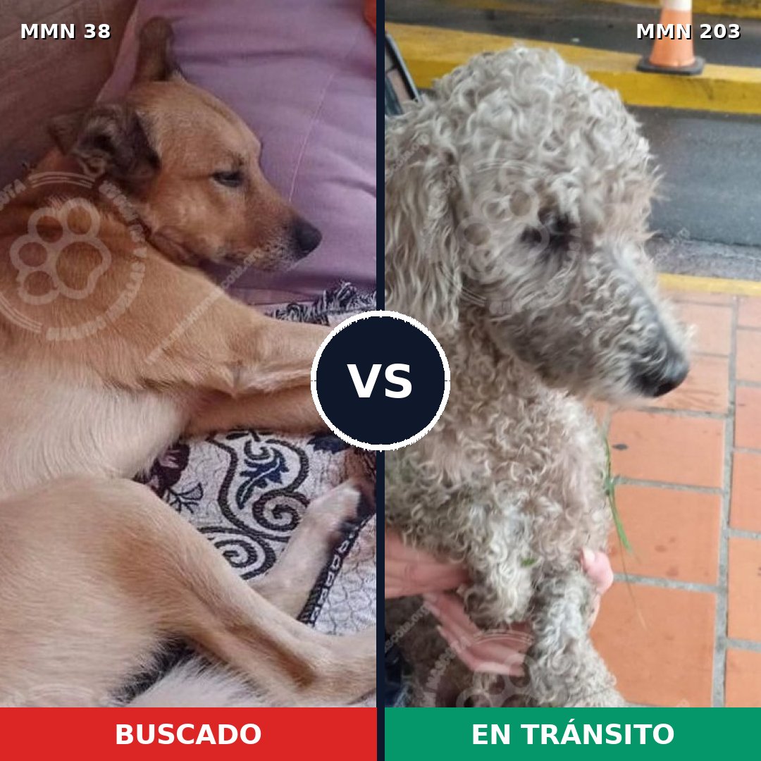 Comparativa MMS 132: mascota perdida y mascota encontrada, 39% de similitud