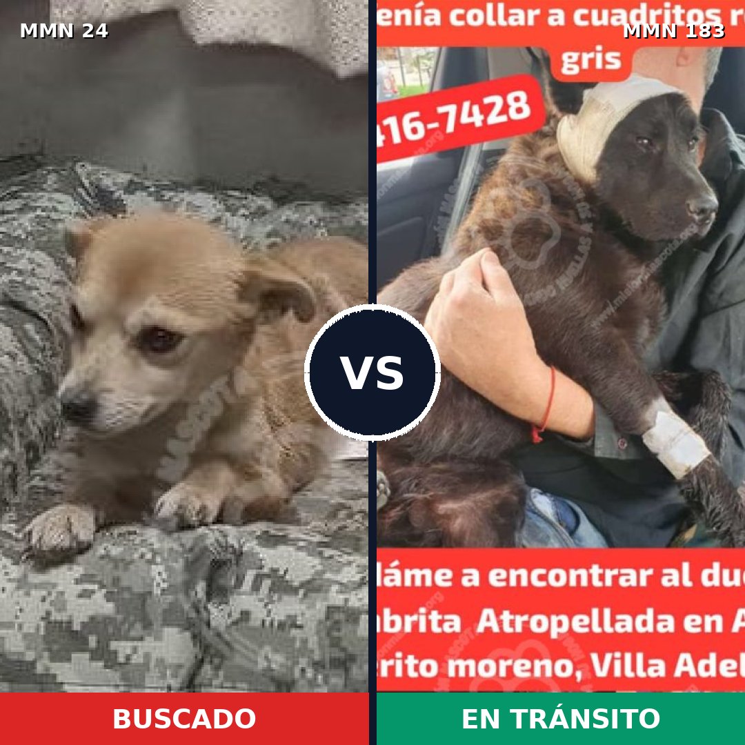 Comparativa MMS 1320: mascota perdida y mascota encontrada, 50% de similitud