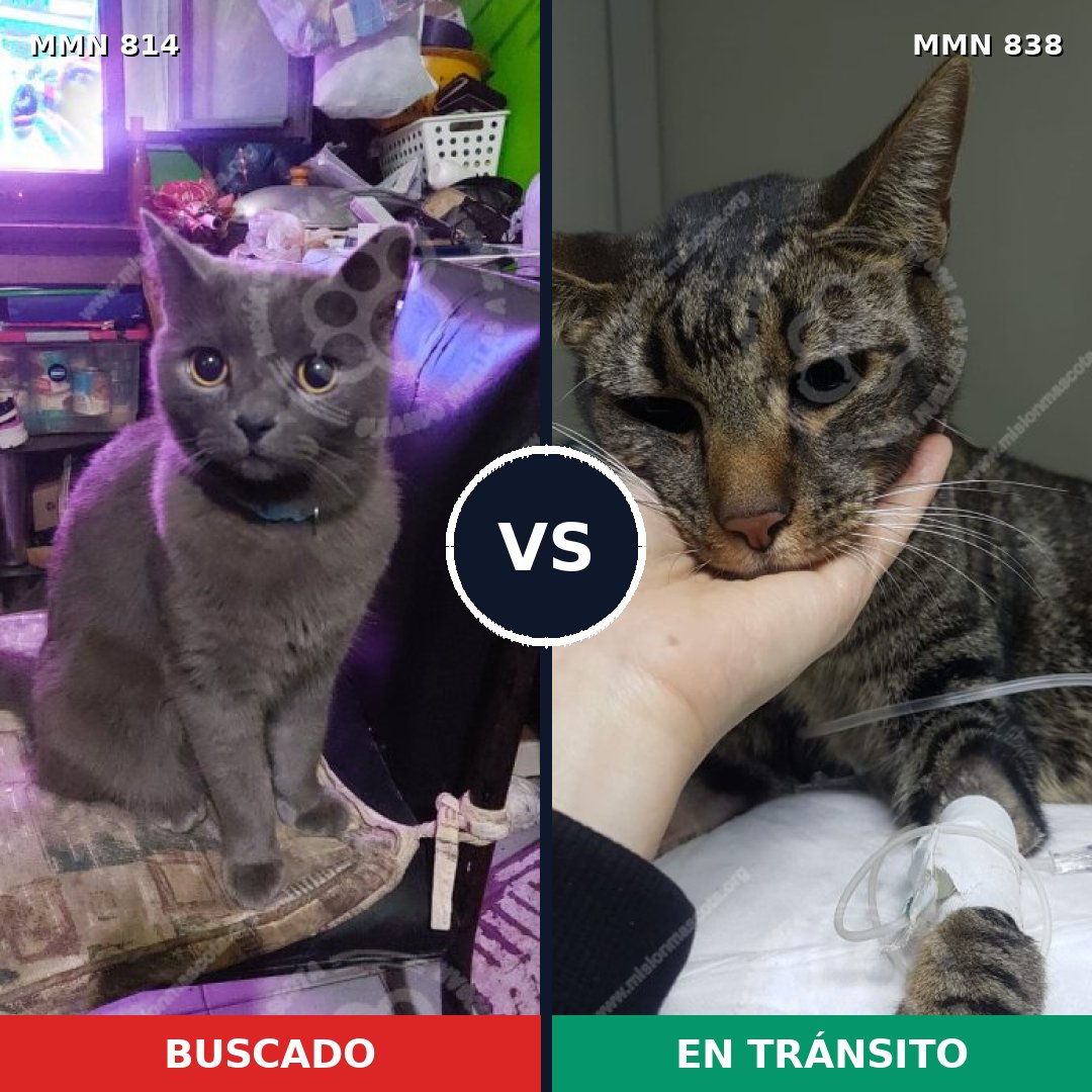Comparativa MMS 13200: mascota perdida y mascota encontrada, 62% de similitud