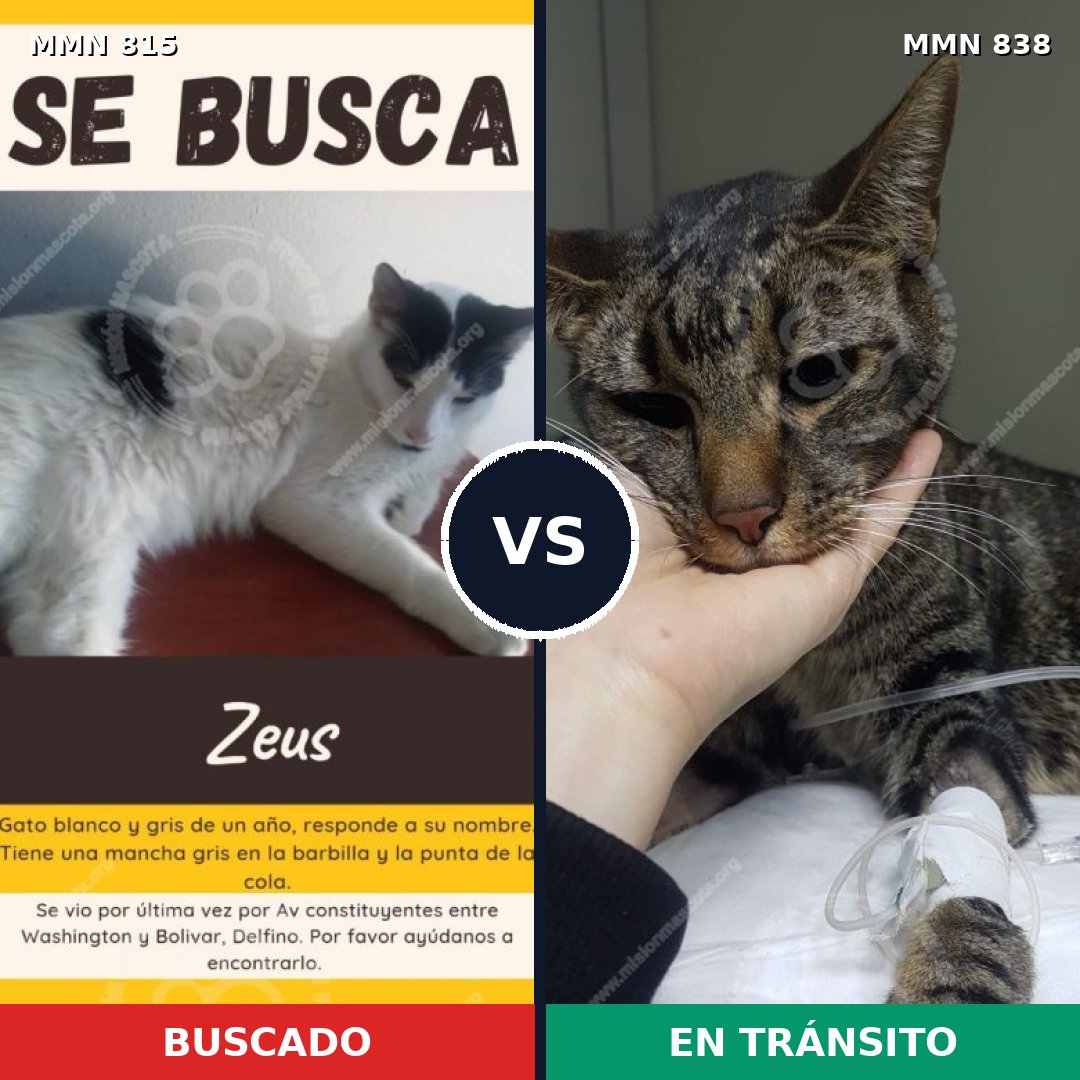 Comparativa MMS 13201: mascota perdida y mascota encontrada, 69% de similitud