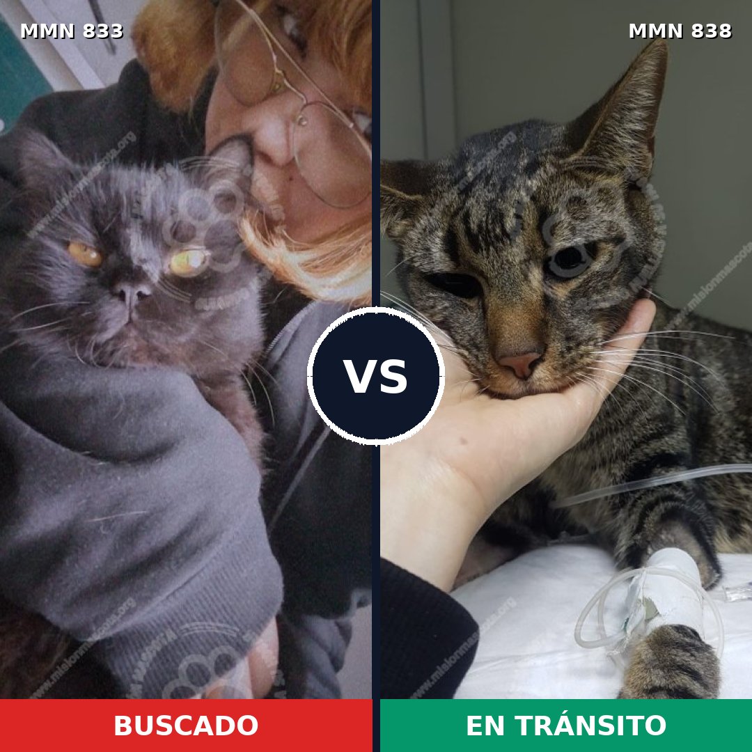 Comparativa MMS 13202: mascota perdida y mascota encontrada, 75% de similitud