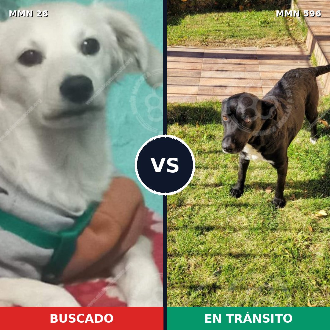 Comparativa MMS 13203: mascota perdida y mascota encontrada, 23% de similitud