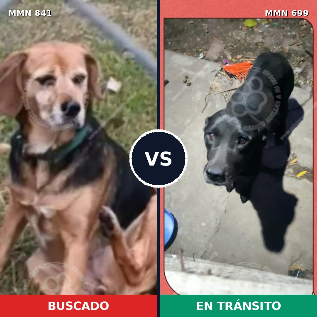 Comparativa MMS 13219: mascota perdida y mascota encontrada, 40% de similitud