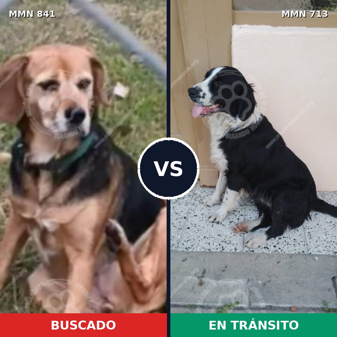 Comparativa MMS 13220: mascota perdida y mascota encontrada, 73% de similitud