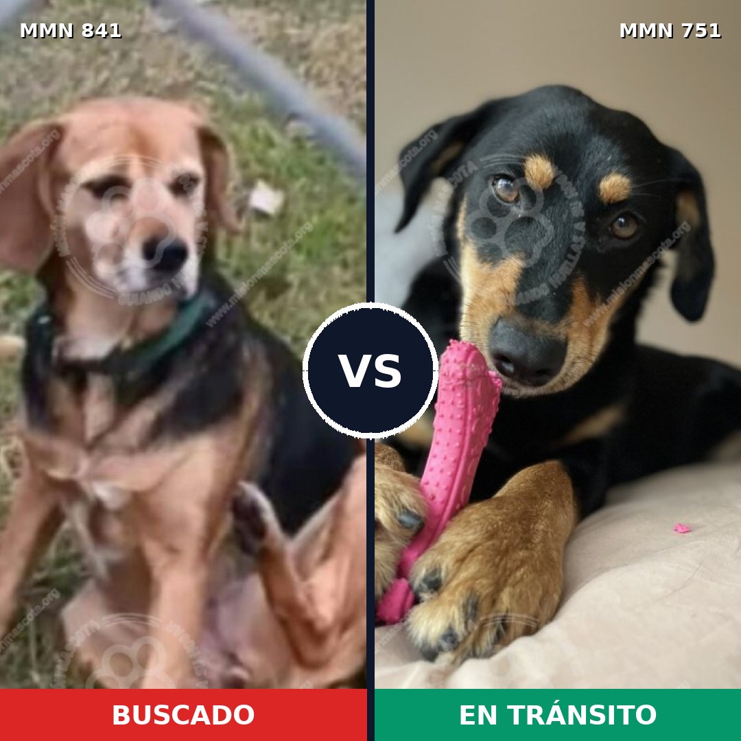 Comparativa MMS 13221: mascota perdida y mascota encontrada, 50% de similitud