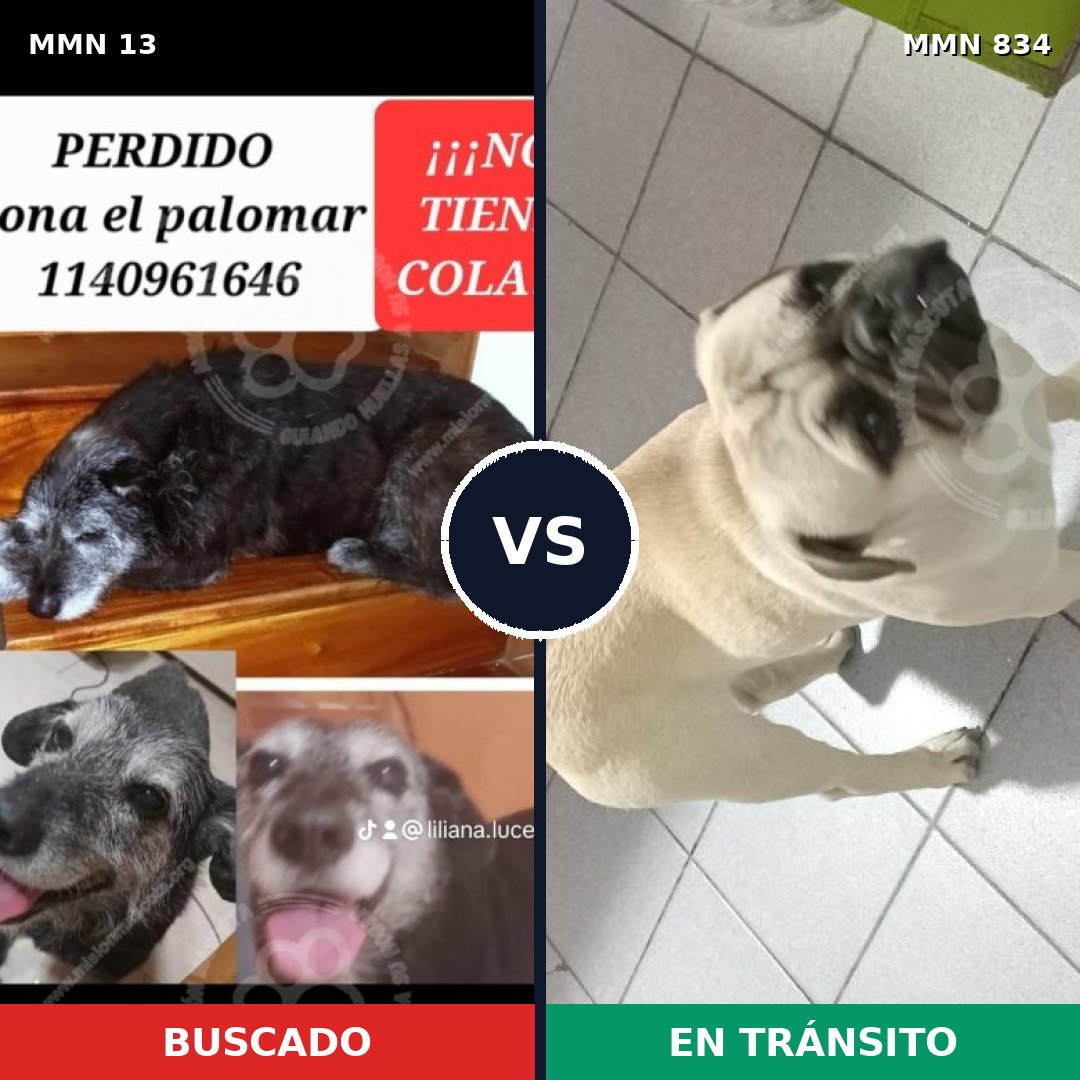 Comparativa MMS 13222: mascota perdida y mascota encontrada, 23% de similitud