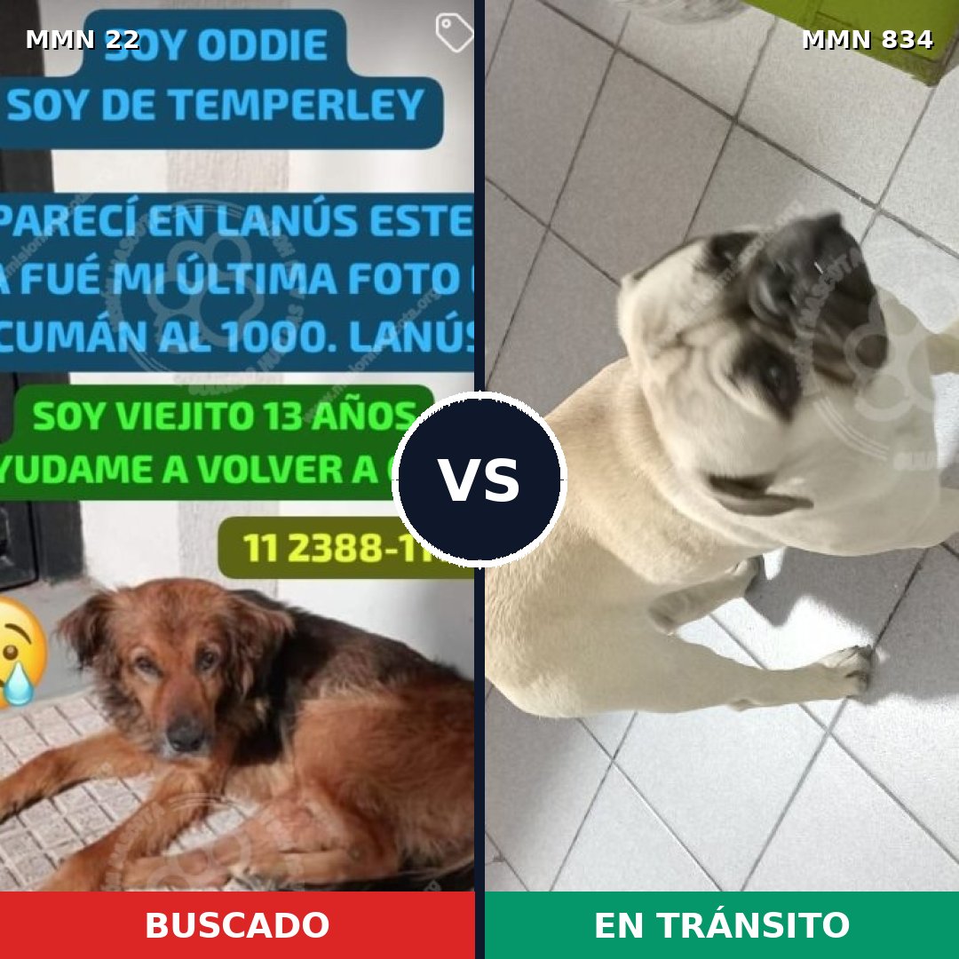 Comparativa MMS 13224: mascota perdida y mascota encontrada, 21% de similitud