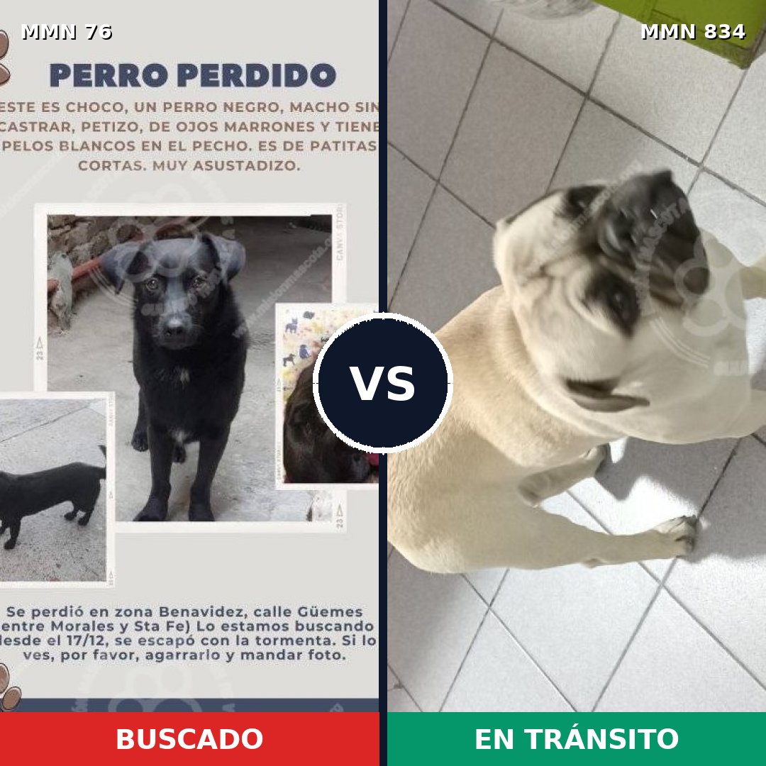 Comparativa MMS 13225: mascota perdida y mascota encontrada, 54% de similitud