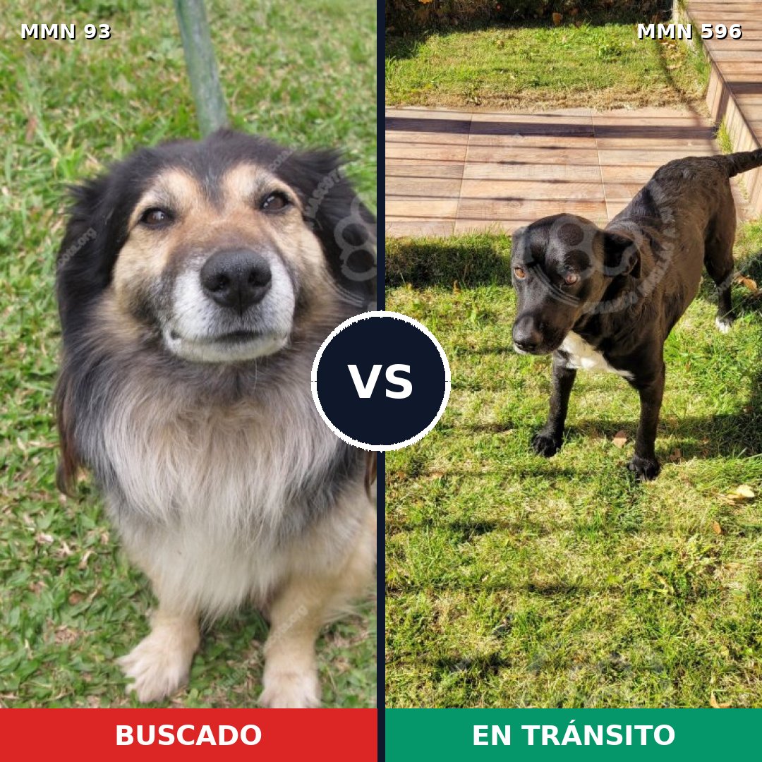 Comparativa MMS 13226: mascota perdida y mascota encontrada, 69% de similitud