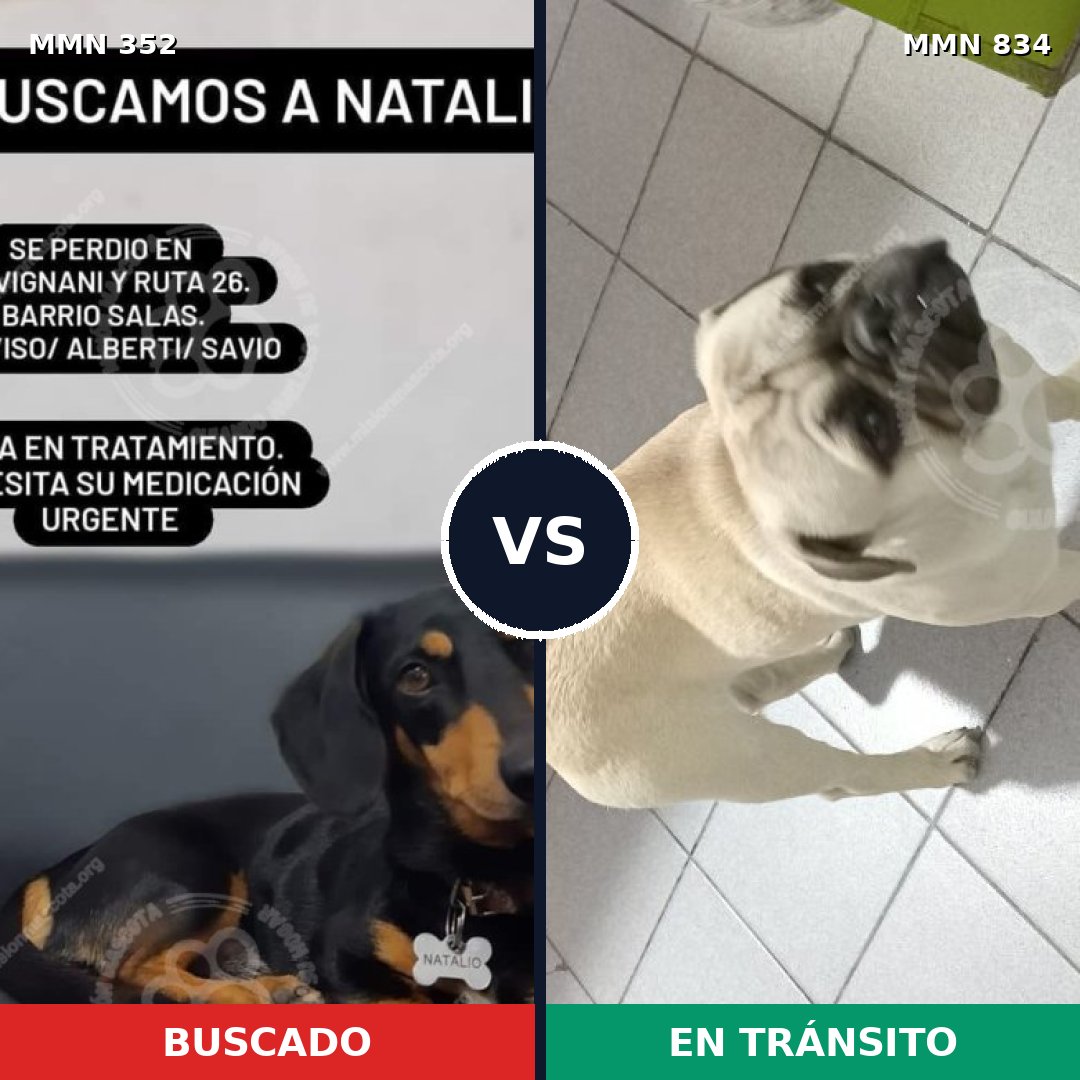 Comparativa MMS 13227: mascota perdida y mascota encontrada, 53% de similitud