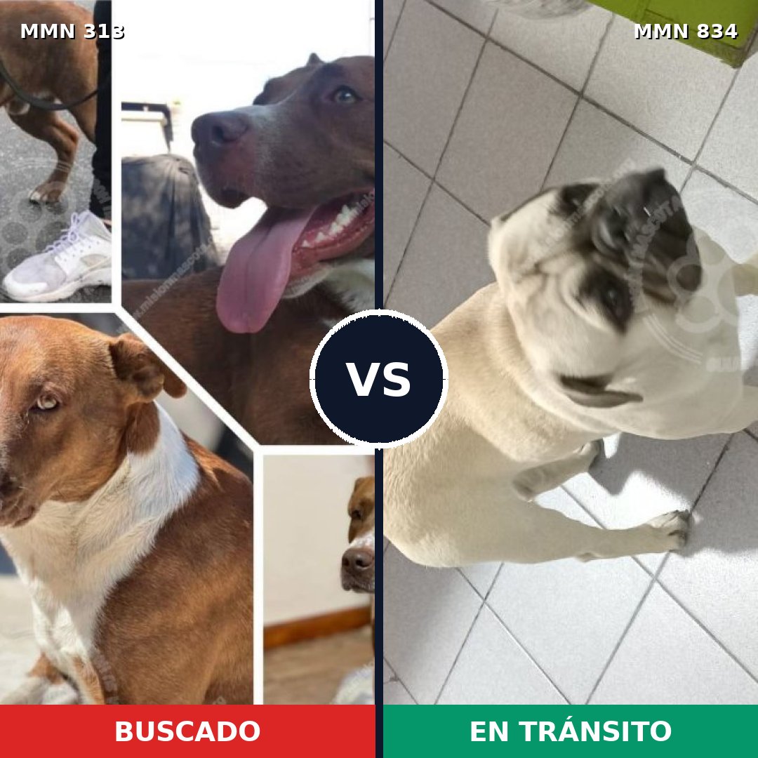 Comparativa MMS 13228: mascota perdida y mascota encontrada, 20% de similitud