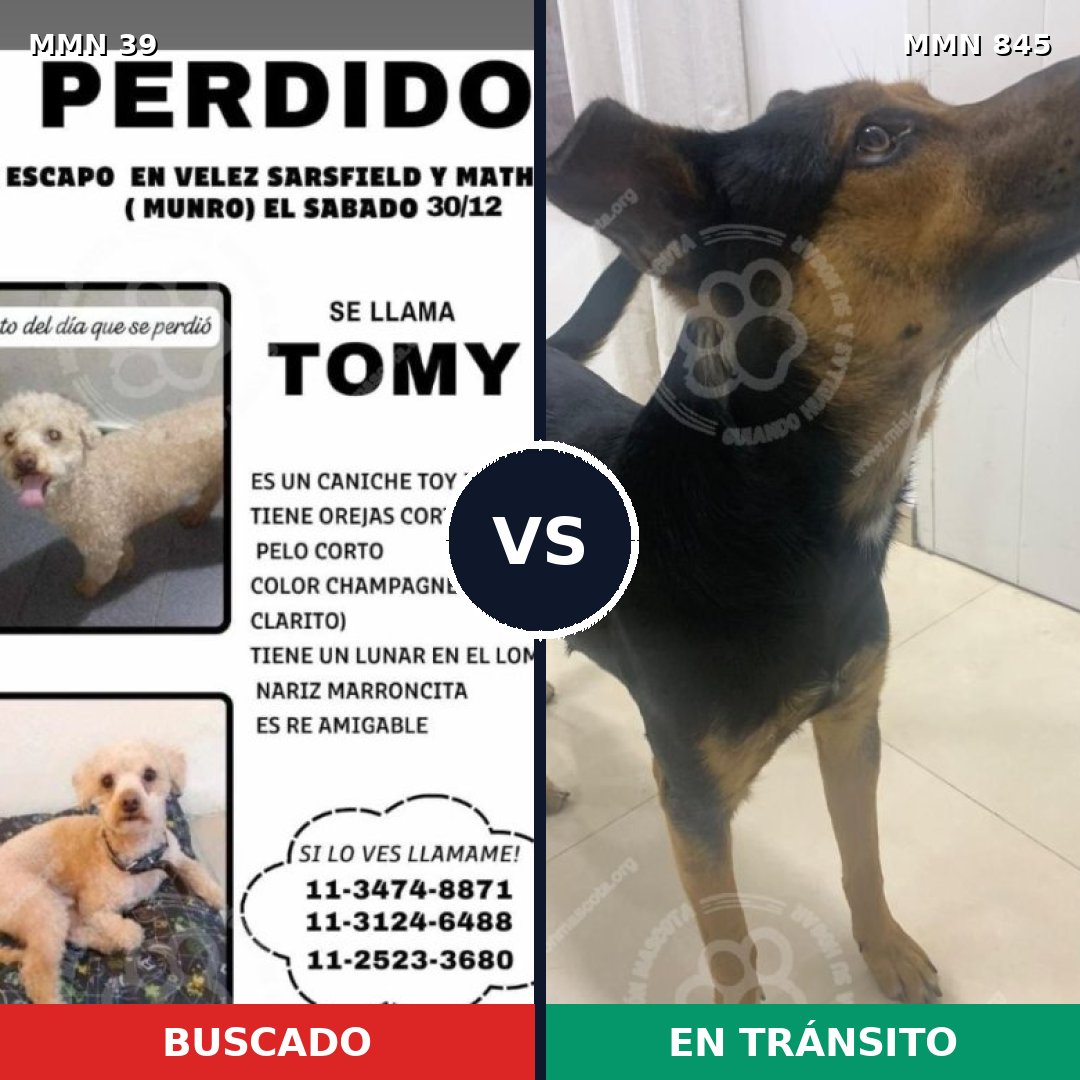 Comparativa MMS 13229: mascota perdida y mascota encontrada, 25% de similitud