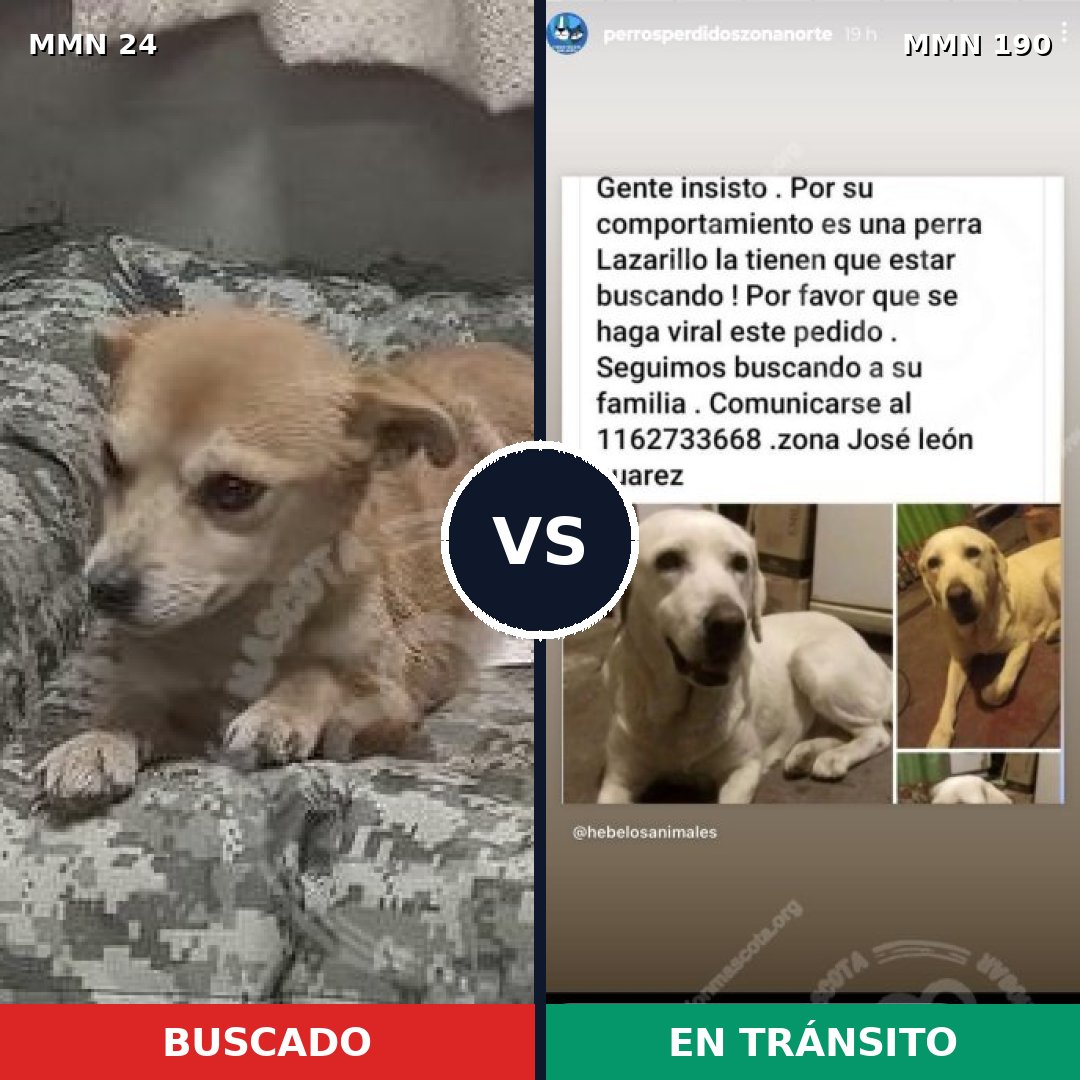 Comparativa MMS 1323: mascota perdida y mascota encontrada, 31% de similitud