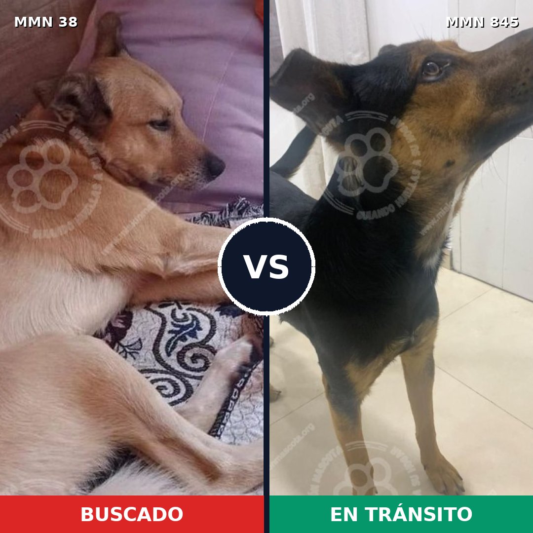 Comparativa MMS 13230: mascota perdida y mascota encontrada, 77% de similitud