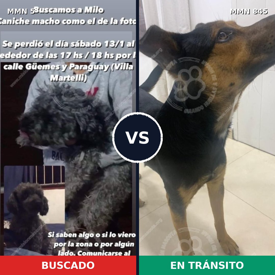 Comparativa MMS 13232: mascota perdida y mascota encontrada, 45% de similitud