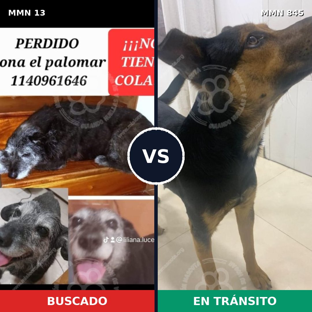 Comparativa MMS 13235: mascota perdida y mascota encontrada, 73% de similitud