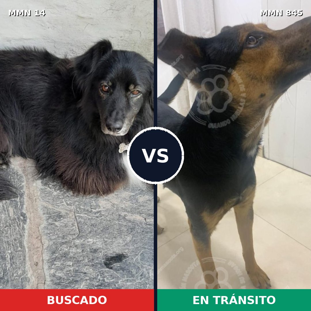 Comparativa MMS 13236: mascota perdida y mascota encontrada, 63% de similitud