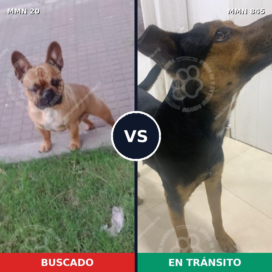 Comparativa MMS 13238: mascota perdida y mascota encontrada, 36% de similitud