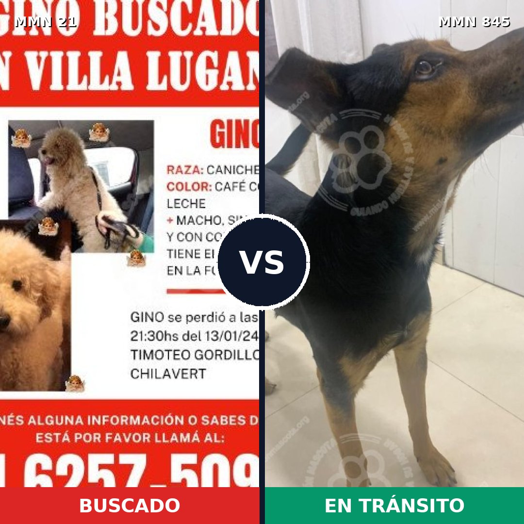 Comparativa MMS 13239: mascota perdida y mascota encontrada, 45% de similitud
