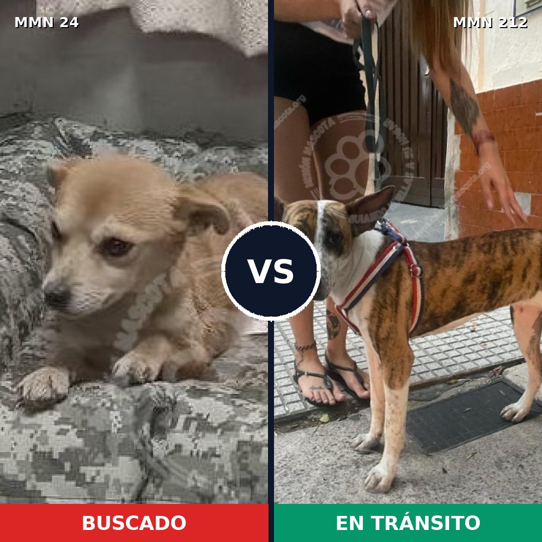 Comparativa MMS 1324: mascota perdida y mascota encontrada, 65% de similitud