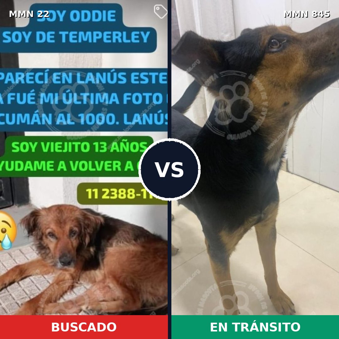 Comparativa MMS 13240: mascota perdida y mascota encontrada, 62% de similitud