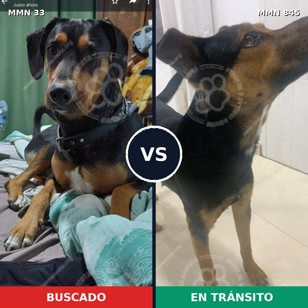 Comparativa MMS 13241: mascota perdida y mascota encontrada, 65% de similitud