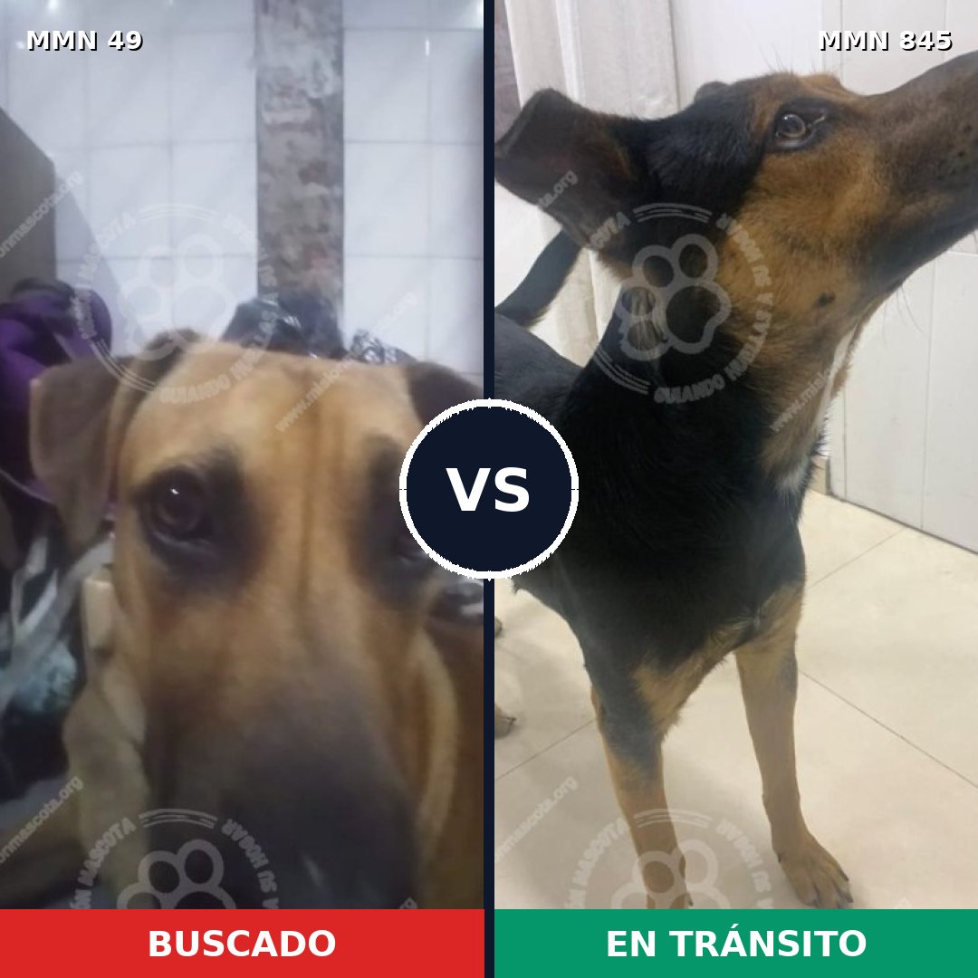 Comparativa MMS 13244: mascota perdida y mascota encontrada, 53% de similitud