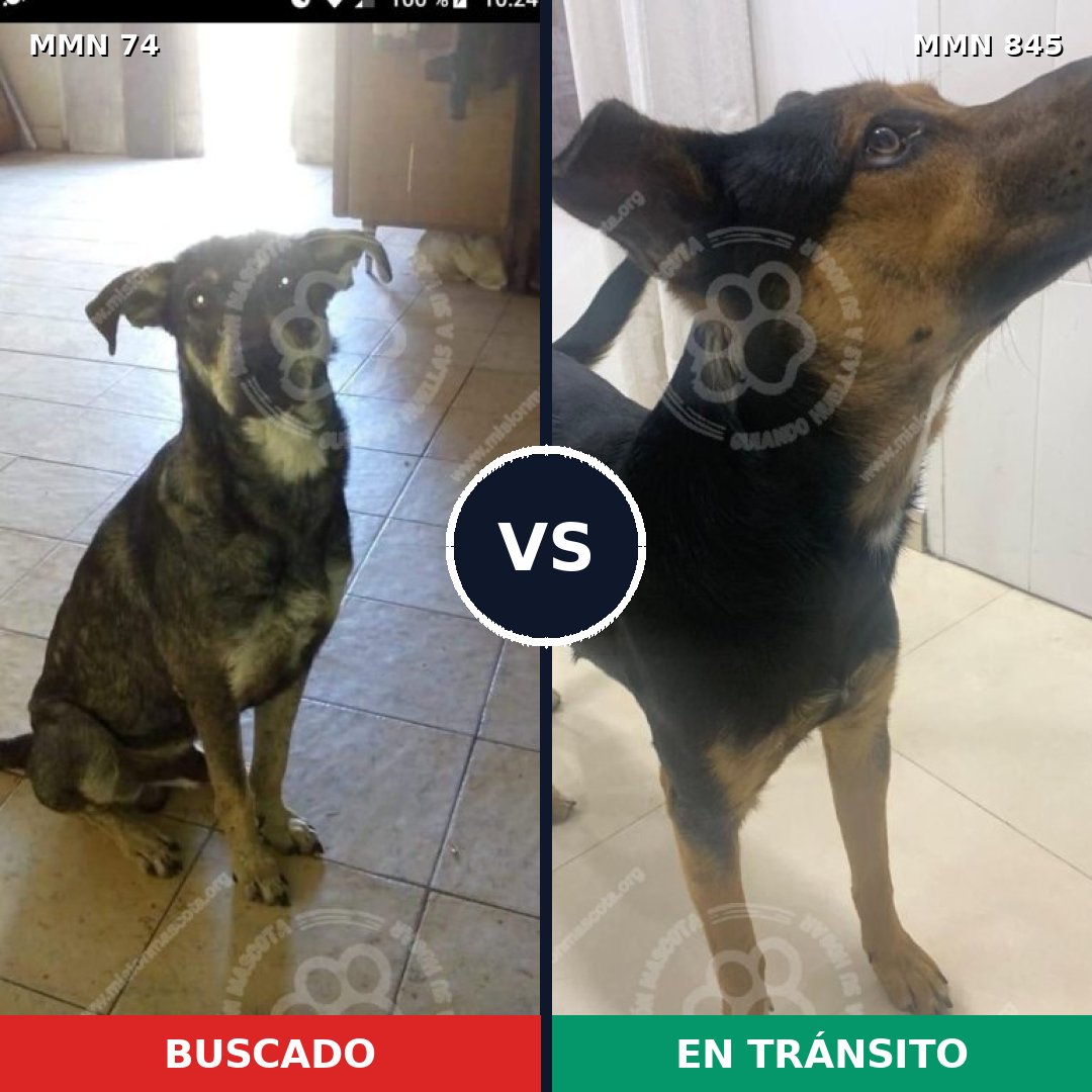 Comparativa MMS 13247: mascota perdida y mascota encontrada, 62% de similitud