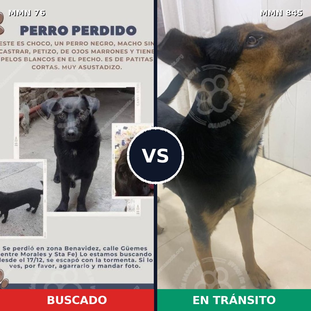 Comparativa MMS 13248: mascota perdida y mascota encontrada, 32% de similitud