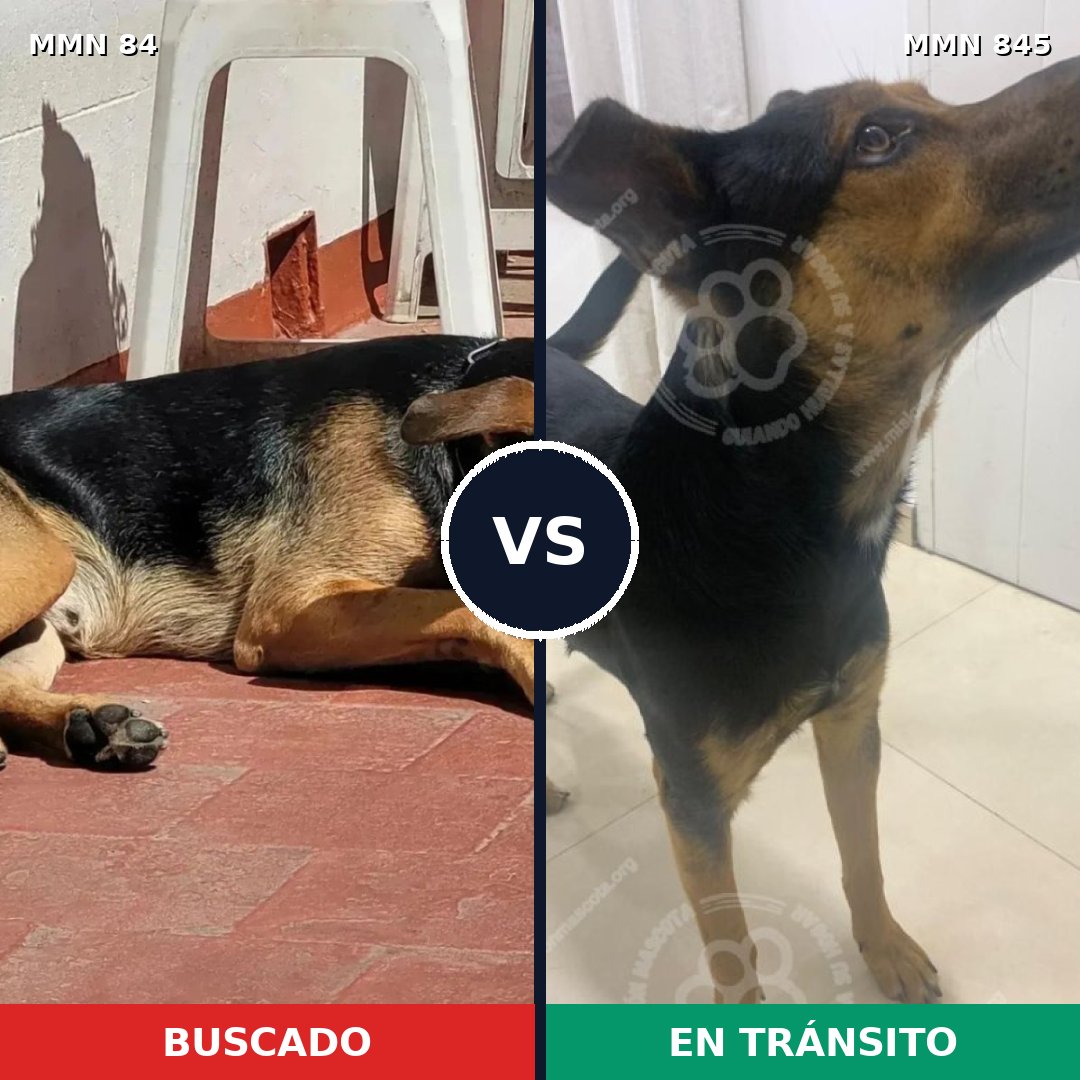 Comparativa MMS 13249: mascota perdida y mascota encontrada, 63% de similitud