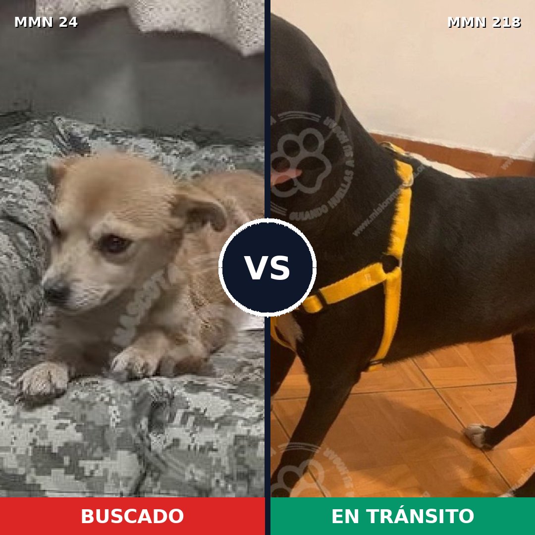 Comparativa MMS 1325: mascota perdida y mascota encontrada, 60% de similitud