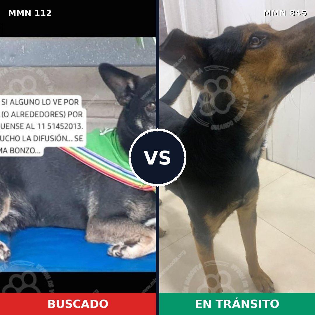 Comparativa MMS 13250: mascota perdida y mascota encontrada, 78% de similitud