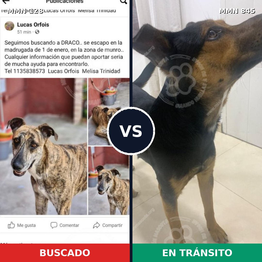 Comparativa MMS 13252: mascota perdida y mascota encontrada, 33% de similitud