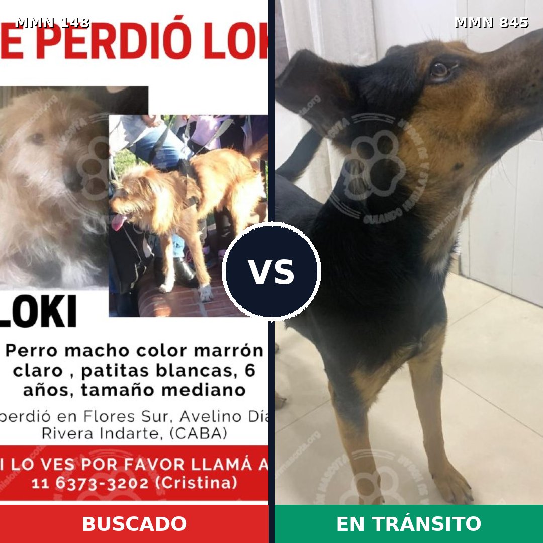 Comparativa MMS 13255: mascota perdida y mascota encontrada, 48% de similitud