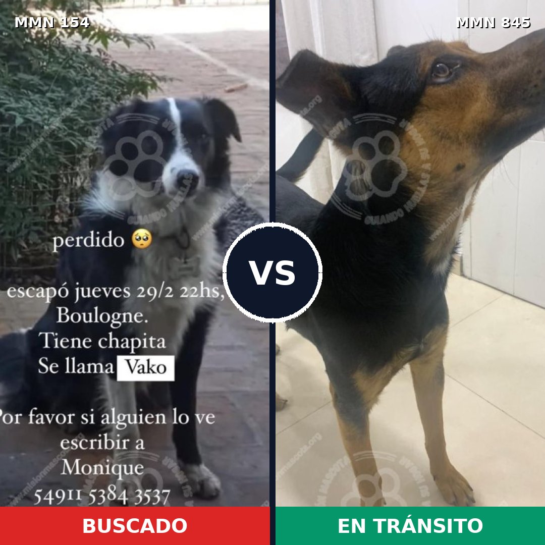 Comparativa MMS 13256: mascota perdida y mascota encontrada, 55% de similitud