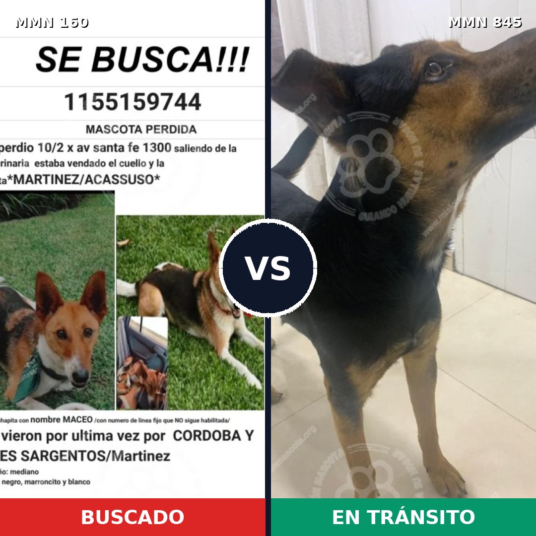 Comparativa MMS 13257: mascota perdida y mascota encontrada, 66% de similitud