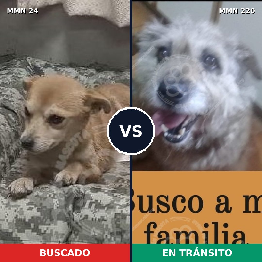 Comparativa MMS 1326: mascota perdida y mascota encontrada, 70% de similitud