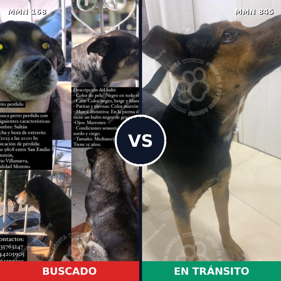 Comparativa MMS 13261: mascota perdida y mascota encontrada, 74% de similitud