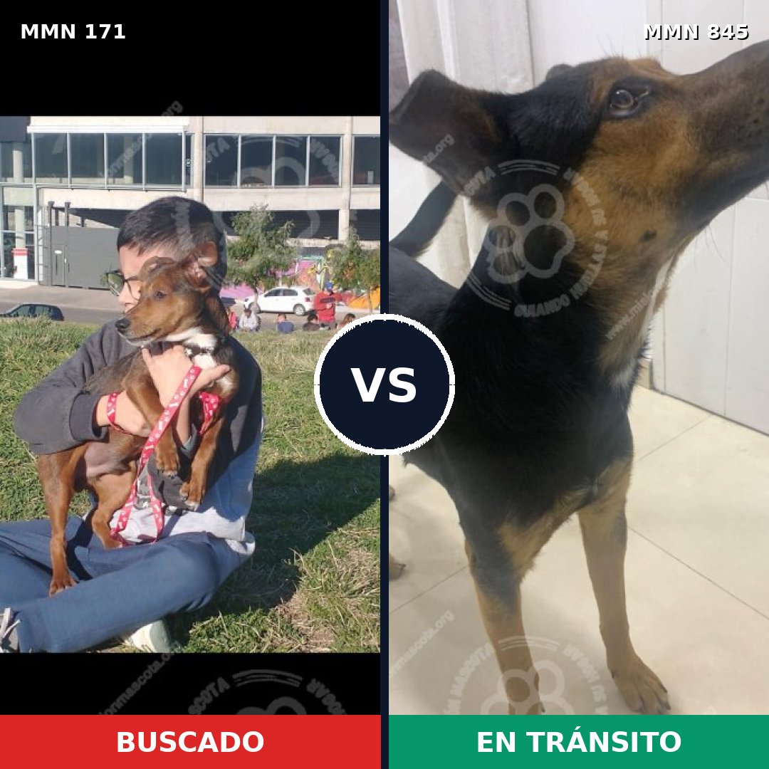 Comparativa MMS 13262: mascota perdida y mascota encontrada, 58% de similitud
