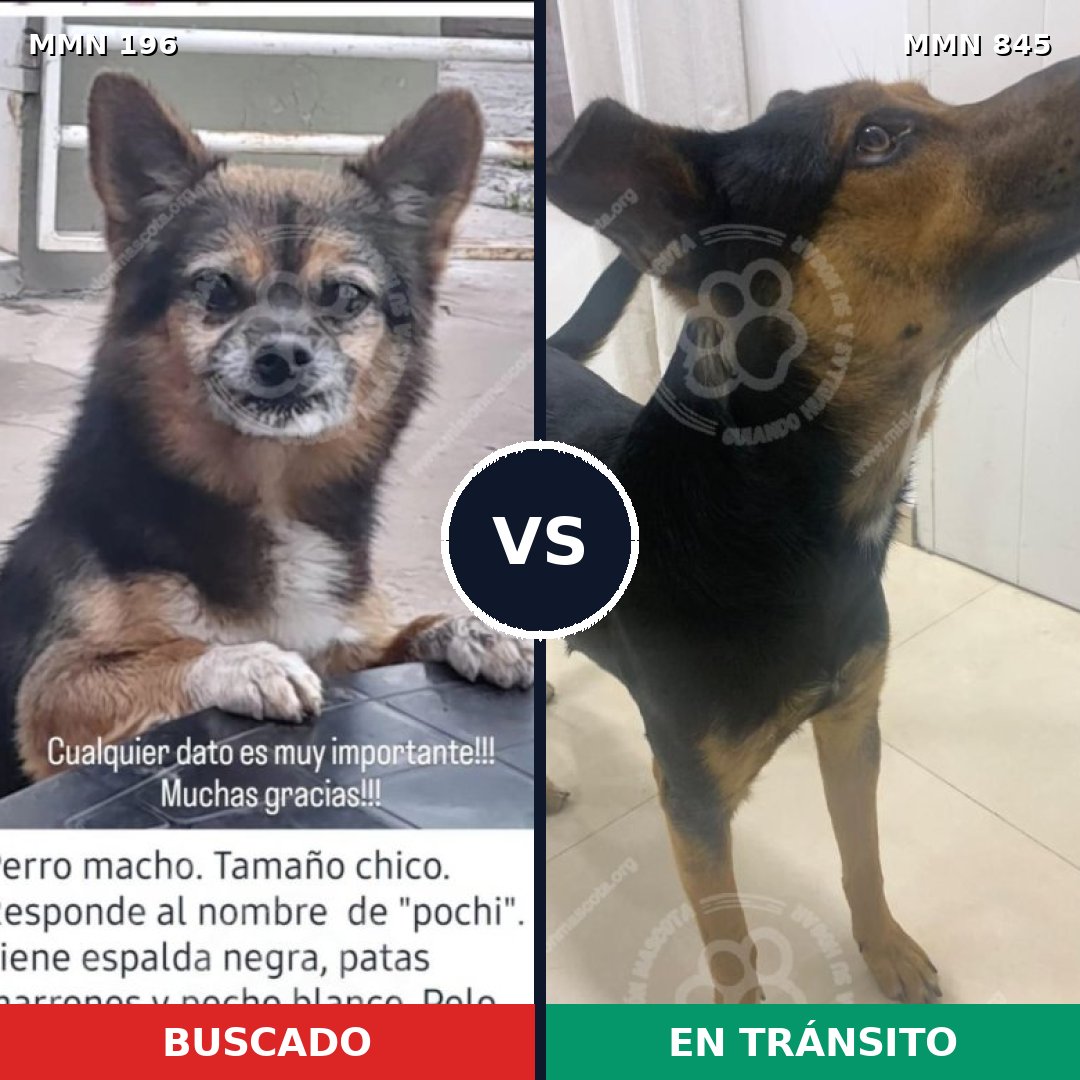 Comparativa MMS 13264: mascota perdida y mascota encontrada, 39% de similitud