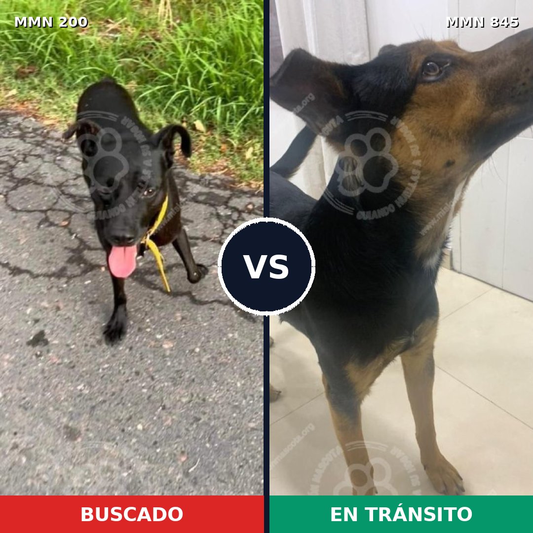 Comparativa MMS 13265: mascota perdida y mascota encontrada, 58% de similitud