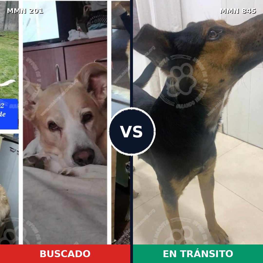 Comparativa MMS 13266: mascota perdida y mascota encontrada, 75% de similitud