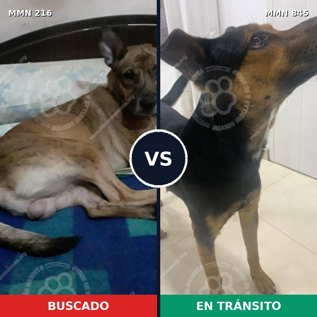 Comparativa MMS 13267: mascota perdida y mascota encontrada, 57% de similitud