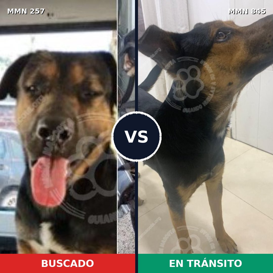 Comparativa MMS 13269: mascota perdida y mascota encontrada, 35% de similitud