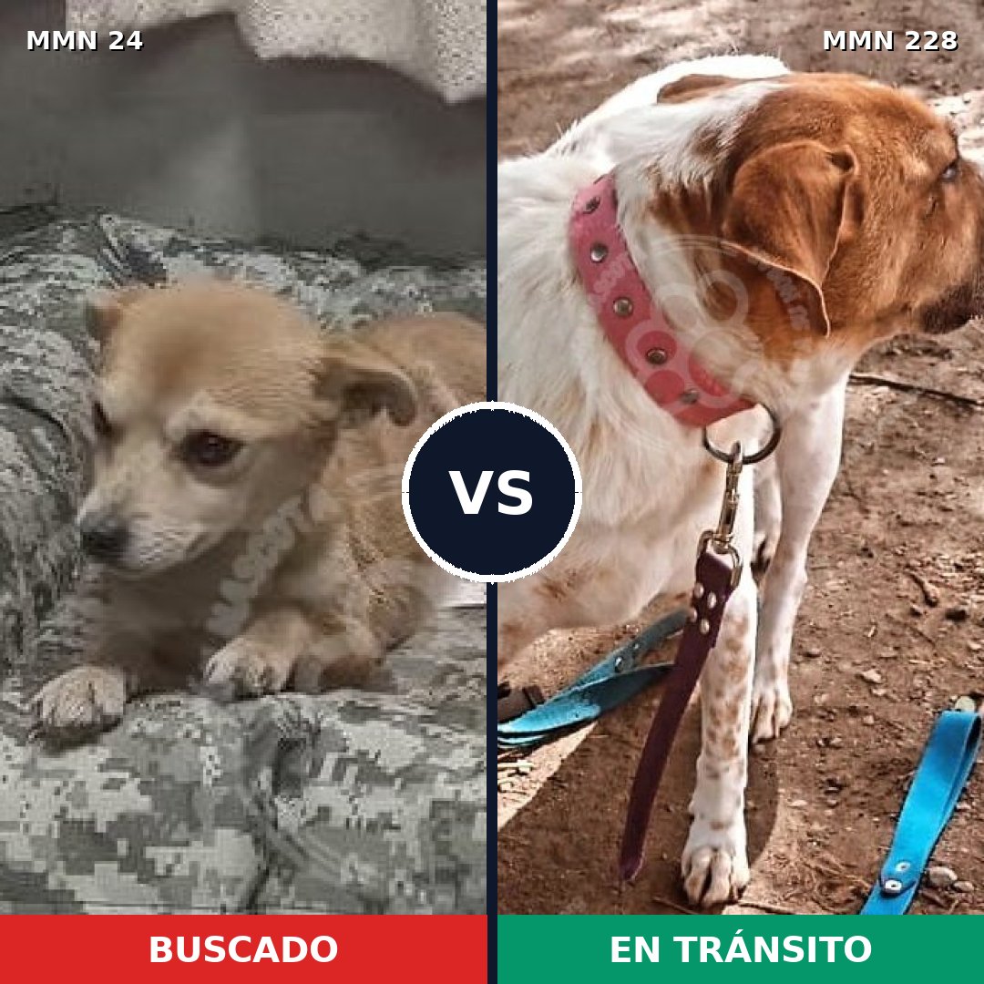 Comparativa MMS 1327: mascota perdida y mascota encontrada, 50% de similitud